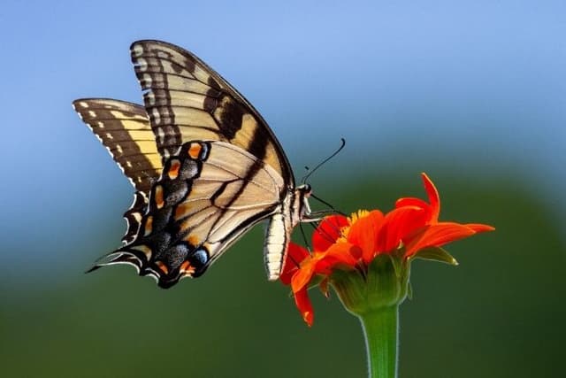 Feature Image