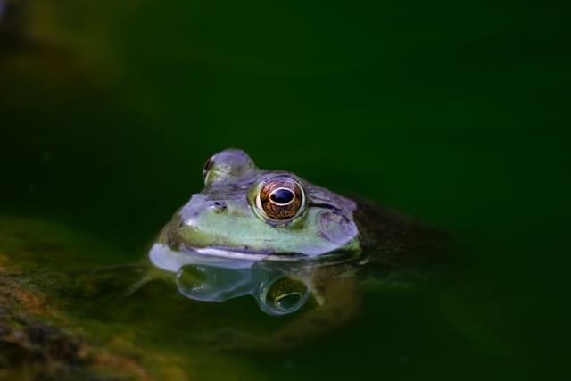 Feature Image