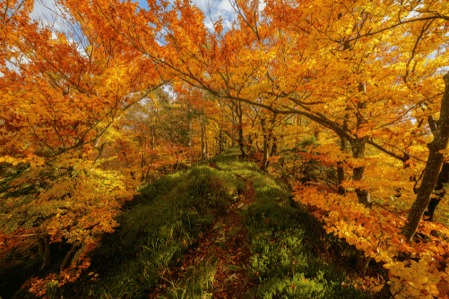Feature Image