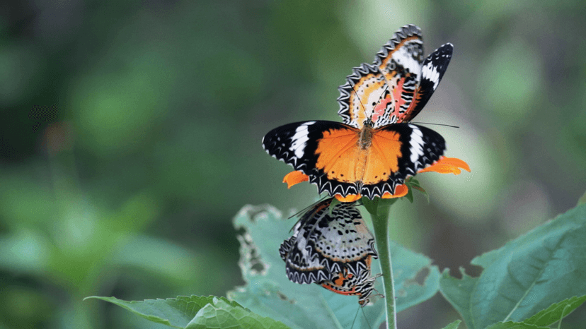 Enrich Your Teaching