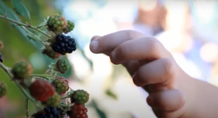 STEM from an Early Age